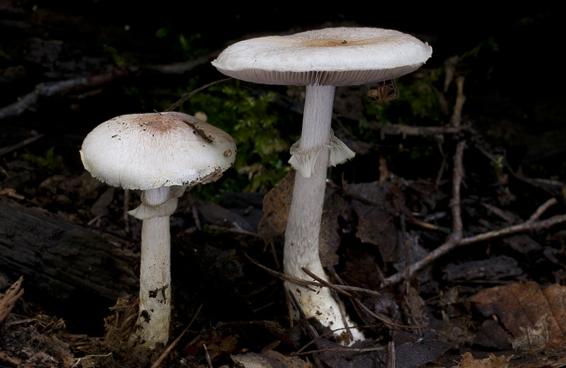 Agaricus semotus